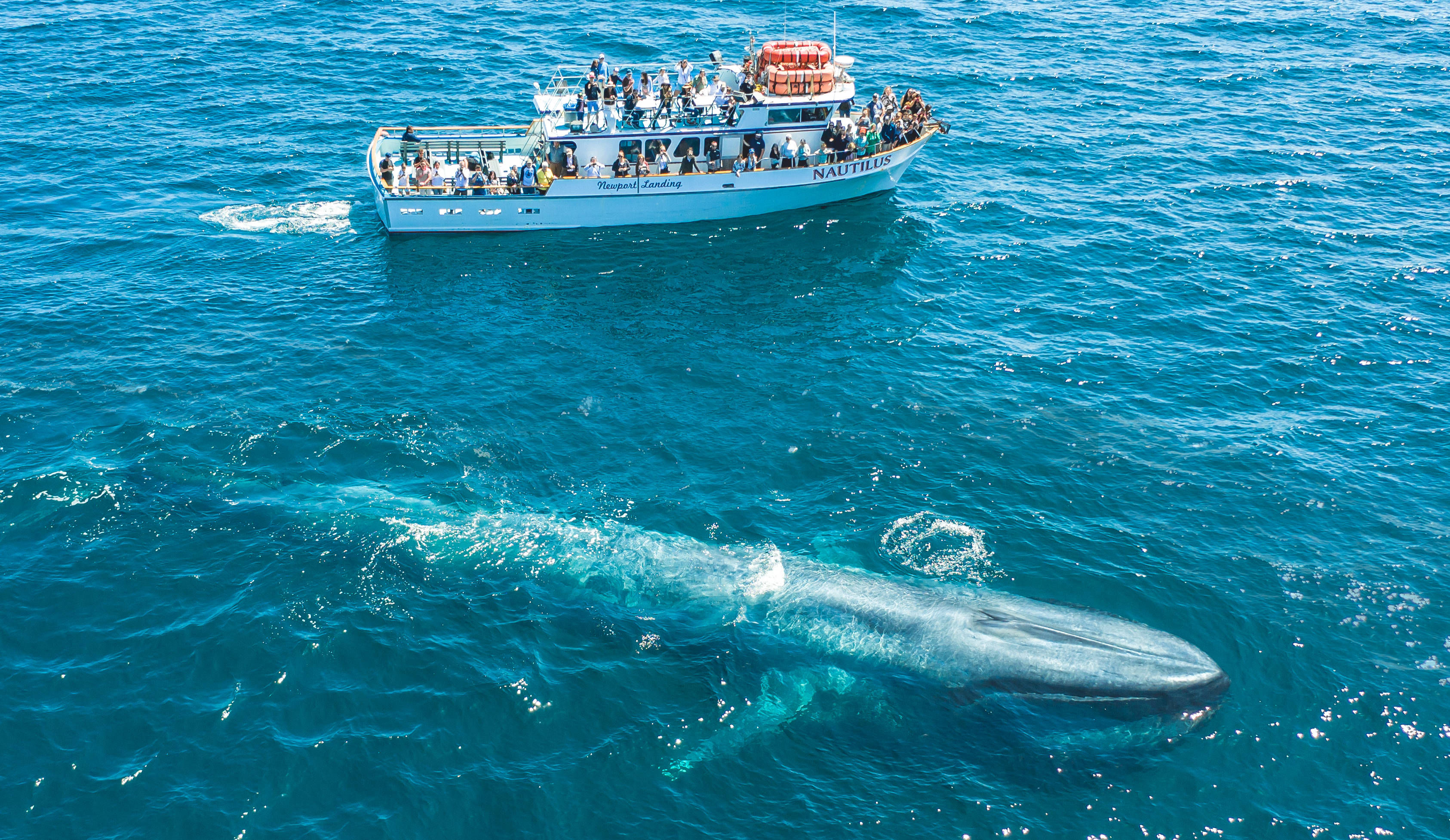 Southern-California-whale-watching-cruises