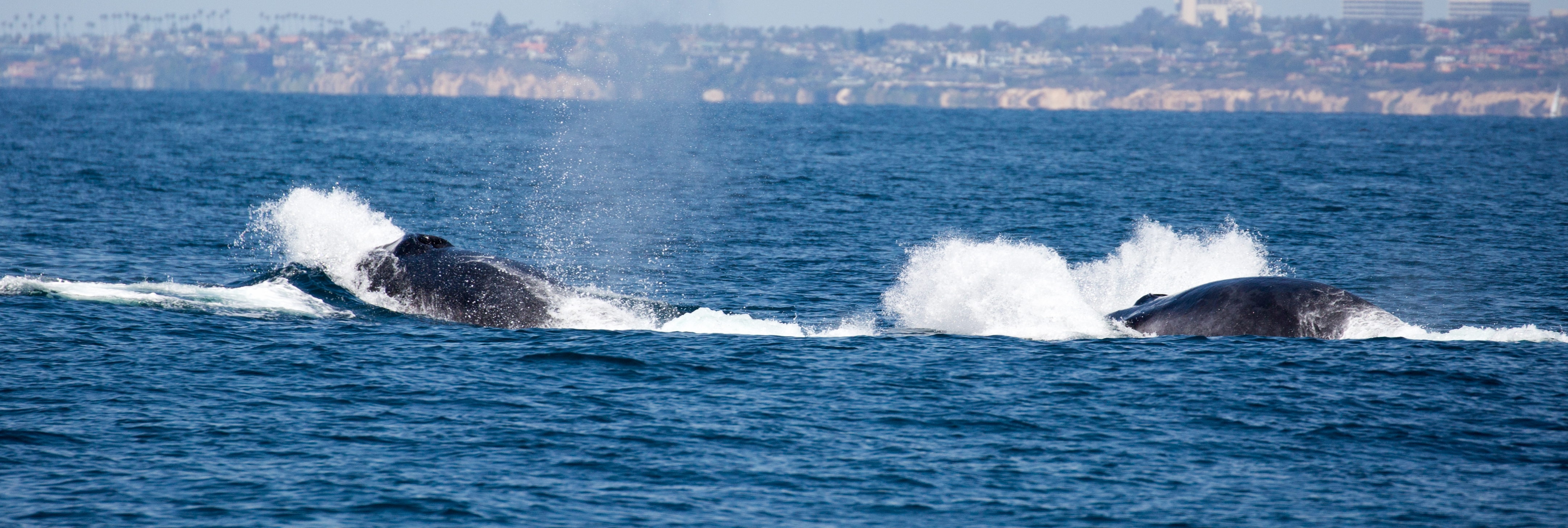 finback-whale-watching-Southern-California-tours