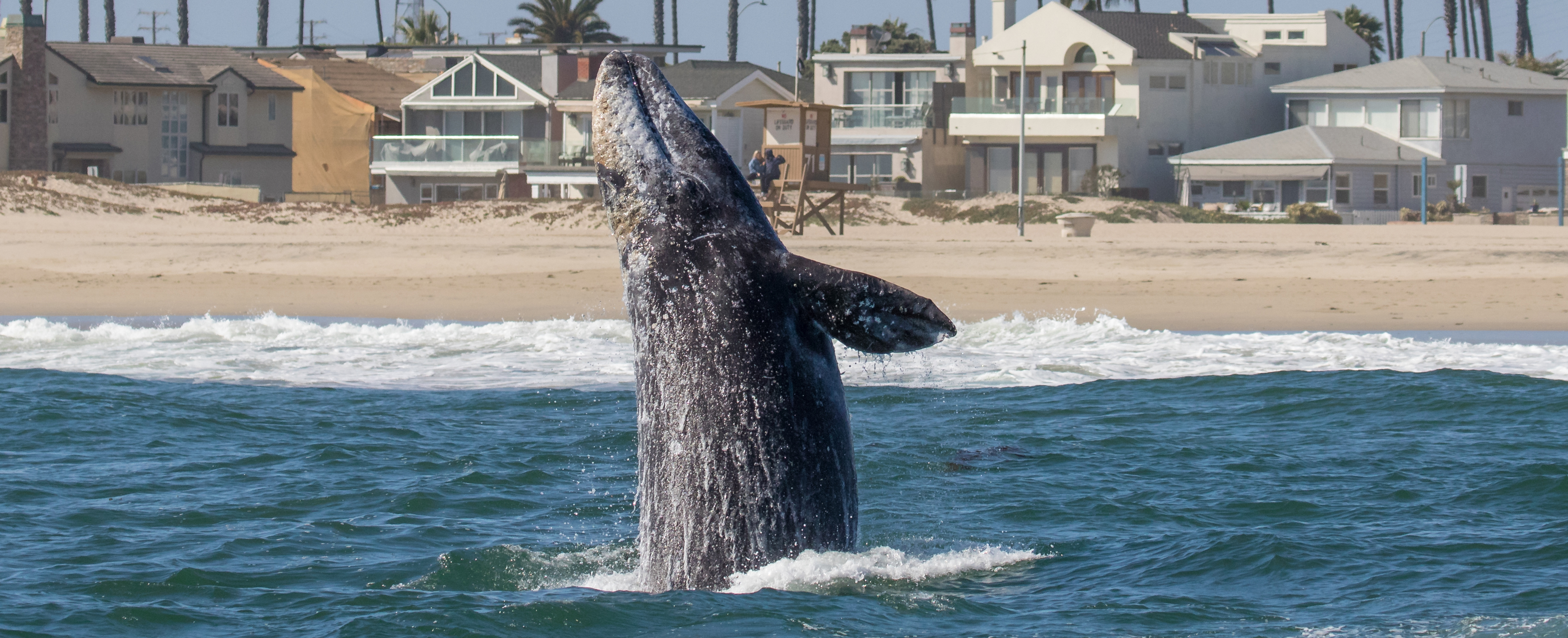 Southern-California-gray-whales
