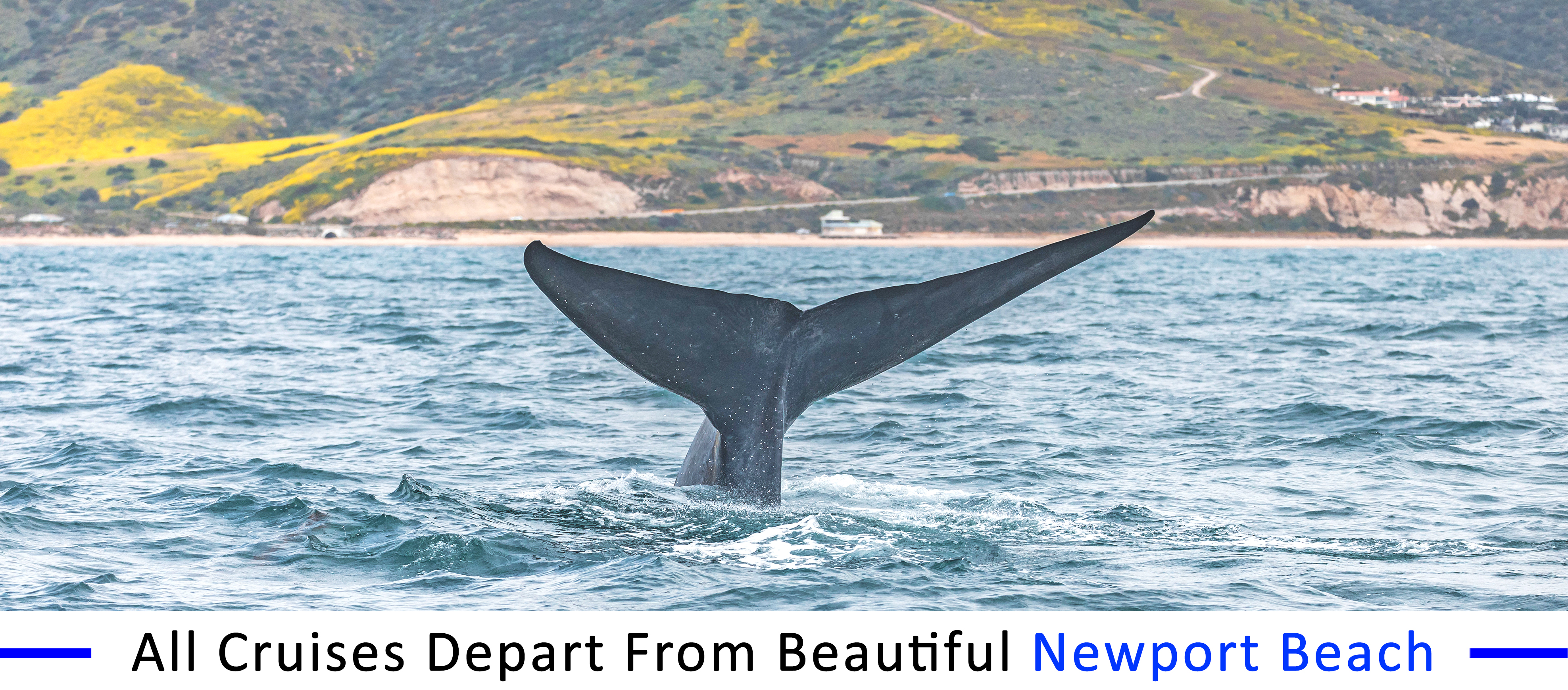 Southern-California-whale