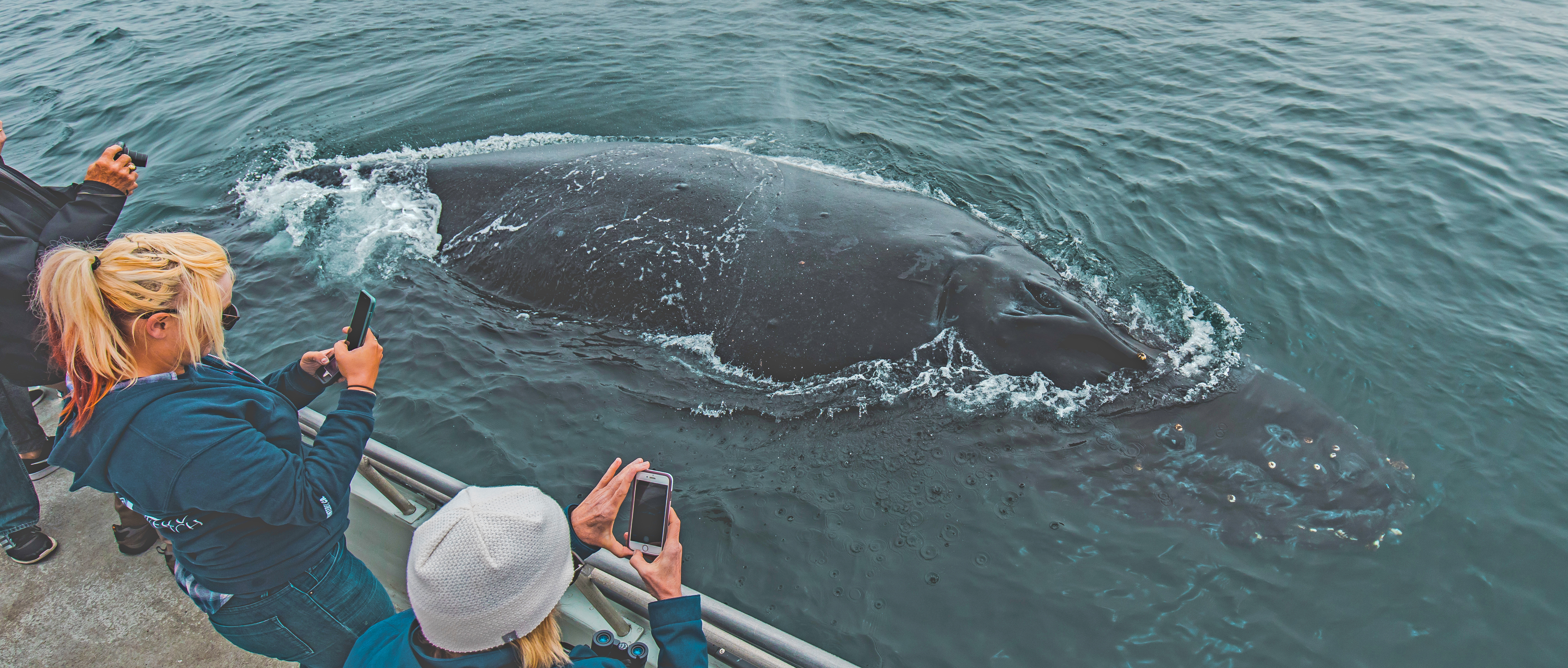 Southern-California-humpback-whale-watch