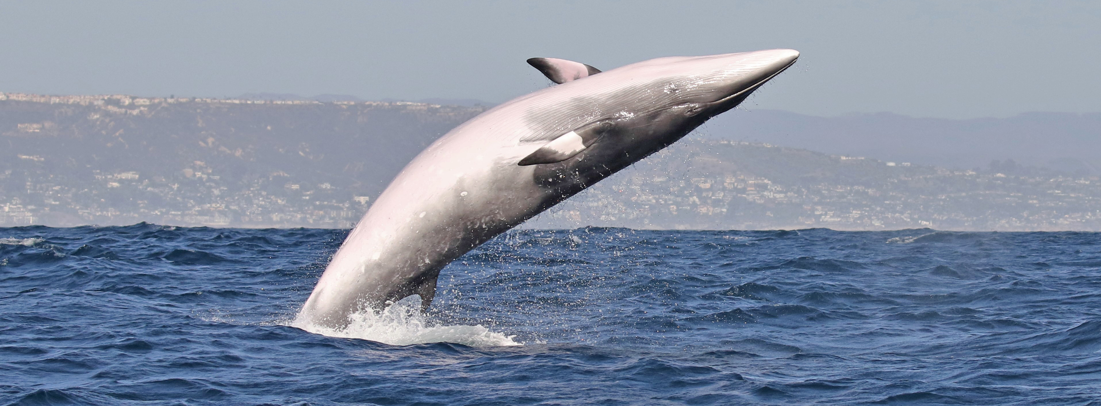 Southern-California-minke-whale