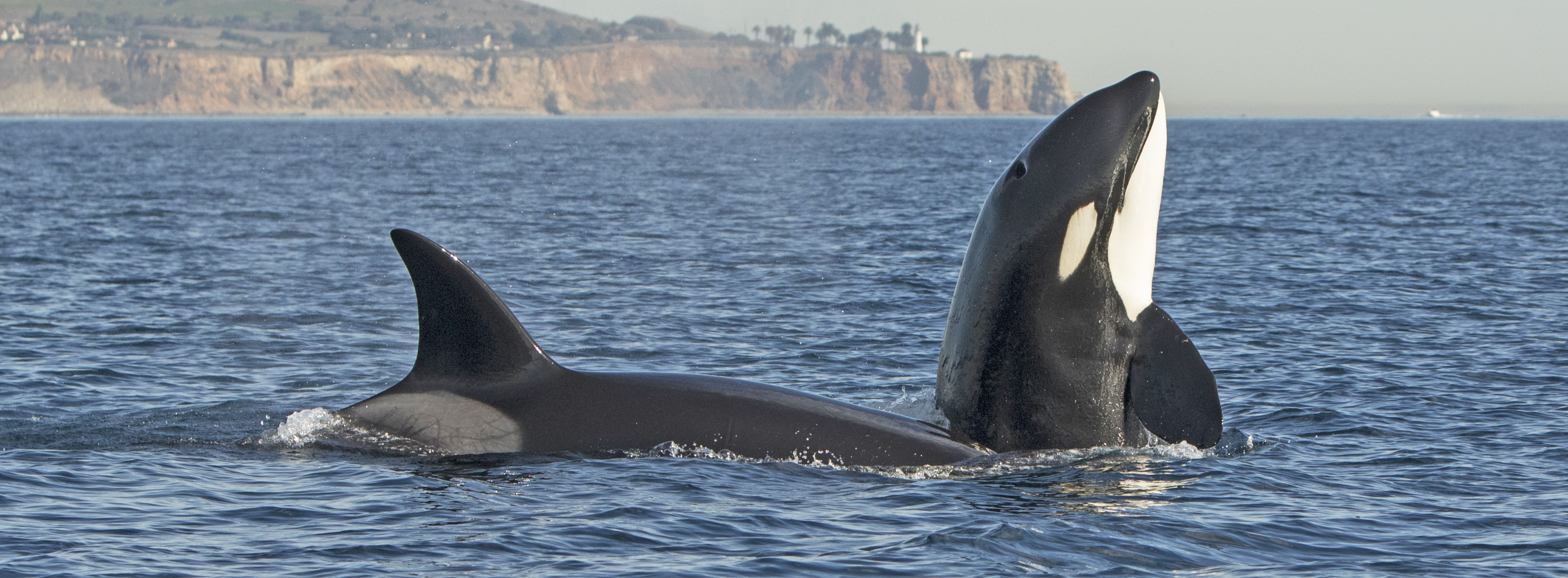 killer-whales-Southern-California-trip