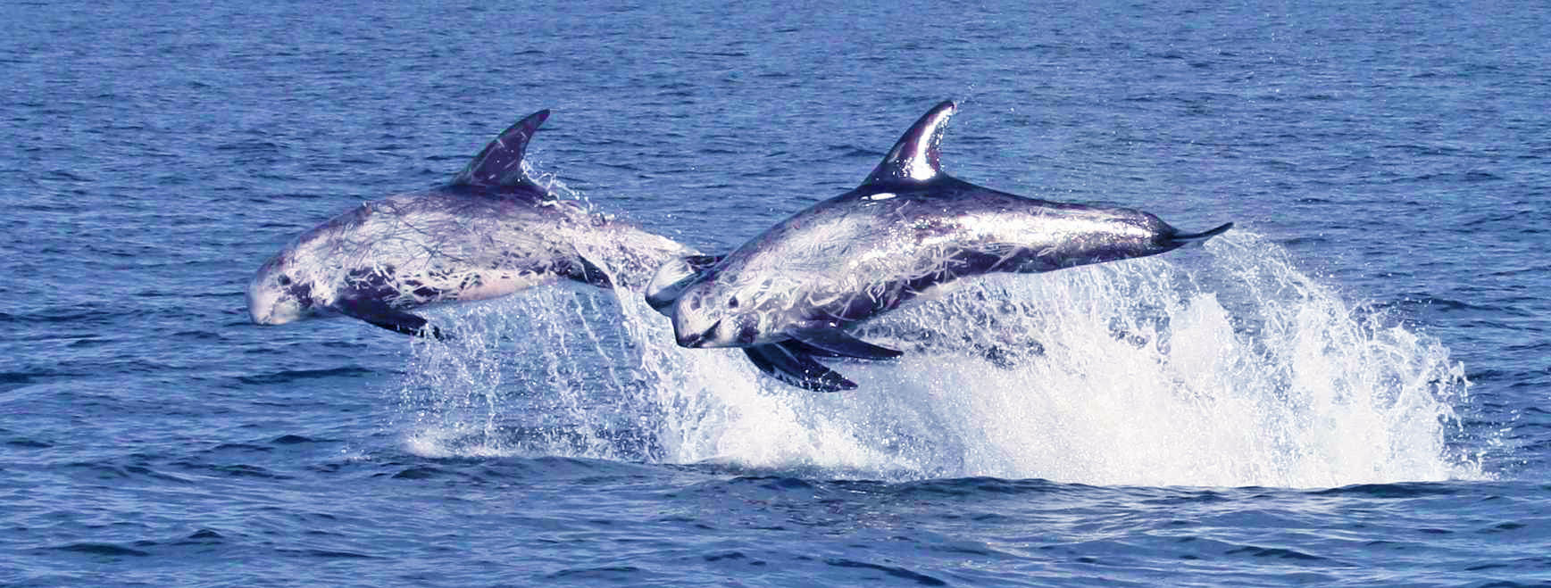 risso's-dolphin-Southern-California